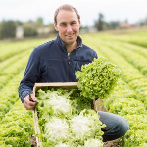 producteur de salades locales et légumes