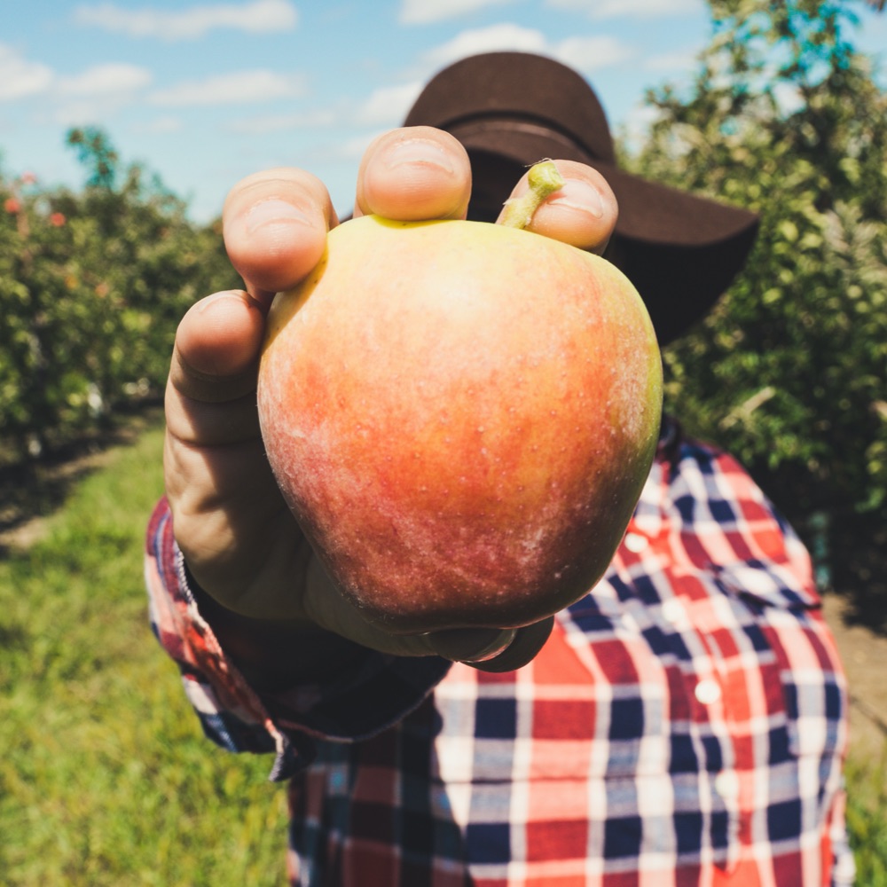 Producteur de pommes montre pomme bio et locale